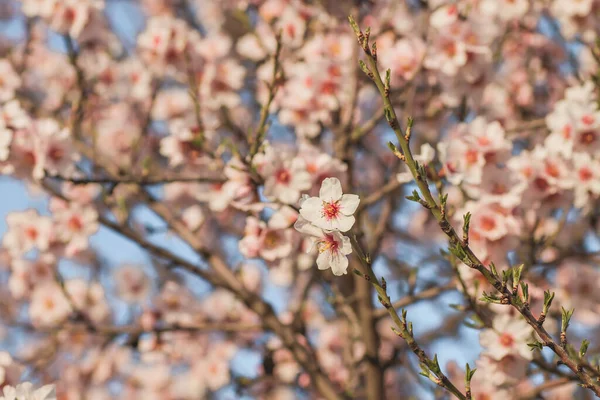 Мигдальне Дерево Квітуть Рожеві Квіти Цвітуть Навесні — стокове фото