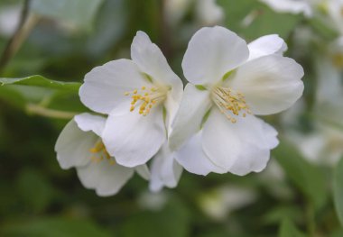 Philadelphia Coronarius, genellikle tatlı turuncu ya da İngiliz kızılcık ağacı olarak bilinir, baharda açan beyaz çiçekler.