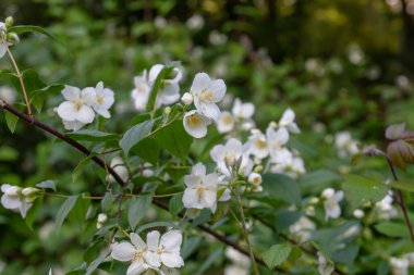 Philadelphia Coronarius, genellikle tatlı turuncu ya da İngiliz kızılcık ağacı olarak bilinir, baharda açan beyaz çiçekler.