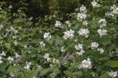Philadelphia Coronarius, genellikle tatlı turuncu ya da İngiliz kızılcık ağacı olarak bilinir, baharda açan beyaz çiçekler.