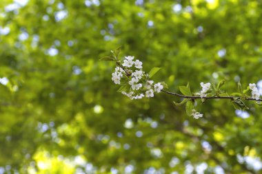 Prunus avium yaban kiraz ağacı baharda açan beyaz çiçekler 
