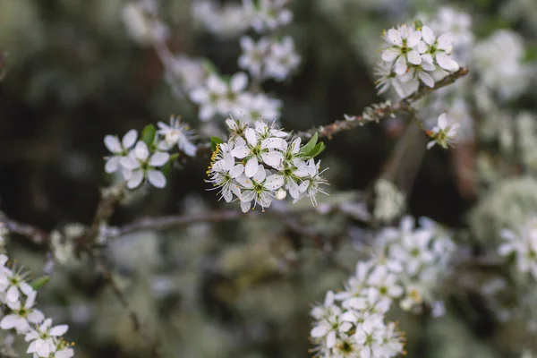 Хоторн Белые Цветы Цветут Весной — стоковое фото