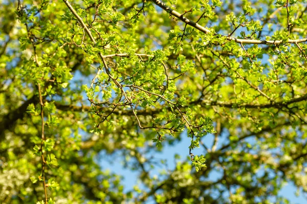 Espinheiro Semente Única Árvore Folhagem Verde Crescendo Primavera — Fotografia de Stock