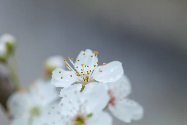 Prunus Avium Cherry Tree Springtime White Flowers Blooming — Stock Photo, Image