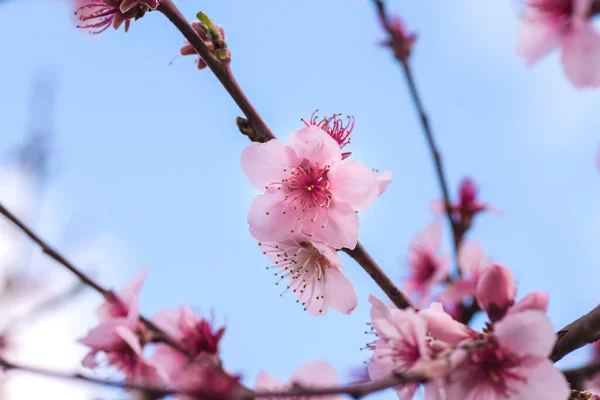 Szczegóły Śliwki Persica Różowe Kwiaty Kwitną Wiosną — Zdjęcie stockowe