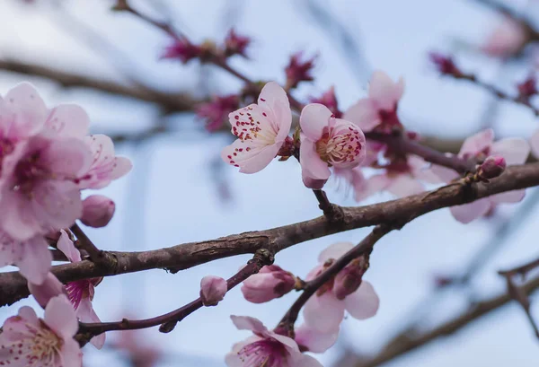 Pembe Çiçeklerin Bahar Aylarında Açtığı Buklelerin Ayrıntıları — Stok fotoğraf