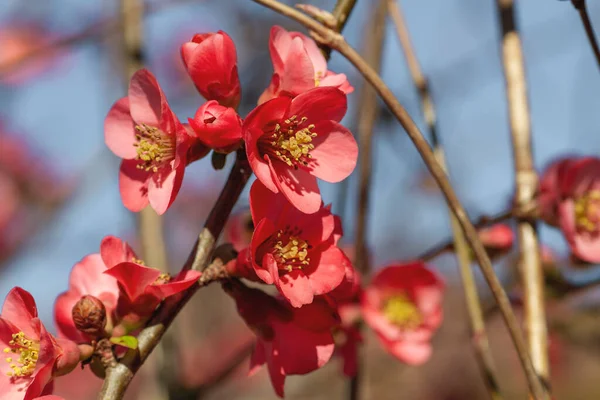 Detalhe Flores Florescentes Chaenomeles Japonica Rosa — Fotografia de Stock