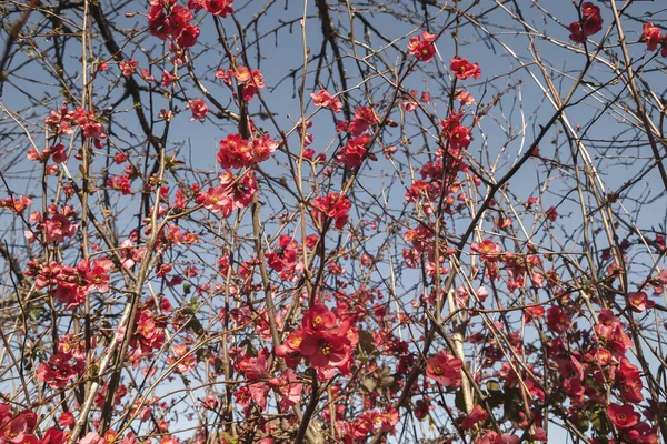 Detail Blossoming Chaenomeles Japonica Pale Red Flowers — Stock Photo, Image