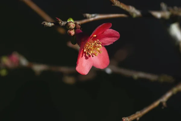 Detalhe Flor Rosa Chaenomeles Japonica Florescente — Fotografia de Stock