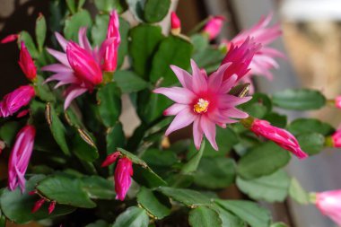 Hatiora Rosea ya da Gül Paskalya Kaktüsü sulu bitkiler açan pembe çiçekler