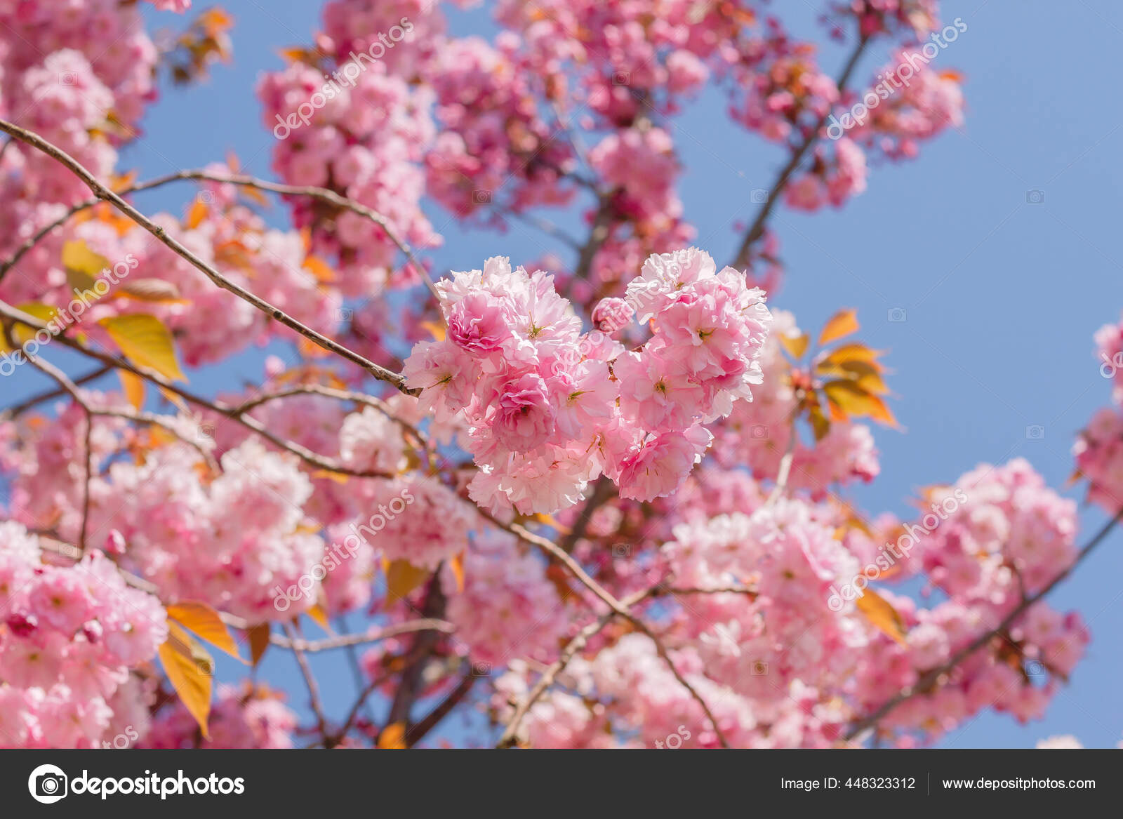 Prunus Serrulata Cerezo Japonés Flores Cerezo Flores Color Rosa Que:  fotografía de stock © jessicahyde #448323312 | Depositphotos