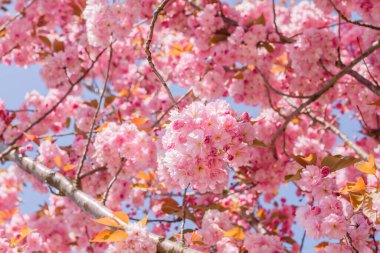 Prunus serrulata veya Japon kiraz ağacı kiraz çiçekleri ilkbaharda açan pembe çiçekler.