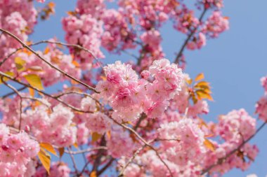 Prunus serrulata veya Japon kiraz ağacı kiraz çiçekleri ilkbaharda açan pembe çiçekler.