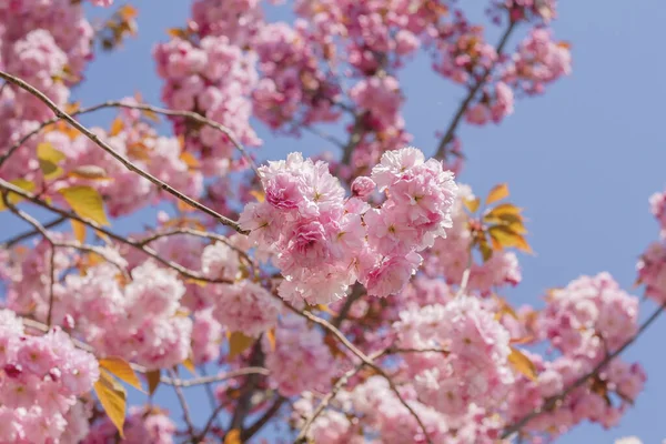 Прунус Серрулата Або Японське Вишневе Дерево Цвіте Рожевими Квітами Цвітуть — стокове фото