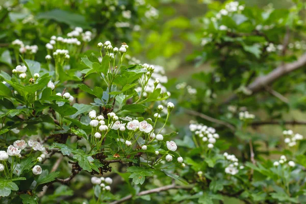 Crataegus Monogyna Hlohu Bílé Květy Kvetoucí Jaře — Stock fotografie