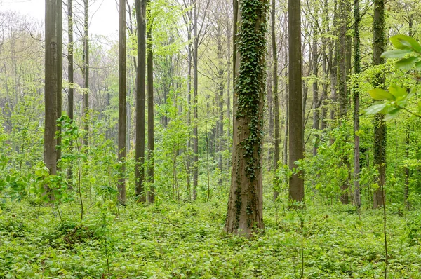 Fagus Sylvatica Faia Uma Floresta Primavera Verde — Fotografia de Stock