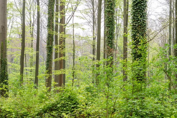 Faia Decídua Árvores Floresta Verde Primavera Paisagem — Fotografia de Stock