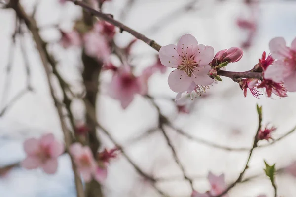 Pembe Çiçeklerin Bahar Aylarında Açtığı Buklelerin Ayrıntıları — Stok fotoğraf