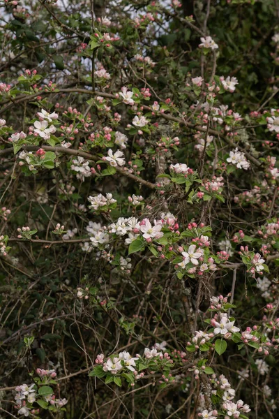 Flores Manzano Floreciendo Primavera —  Fotos de Stock