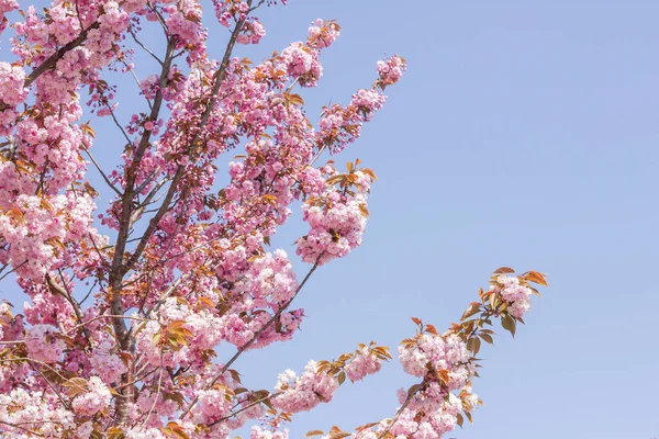 Прунус Серрулата Або Японське Вишневе Дерево Цвіте Рожевими Квітами Цвітуть — стокове фото
