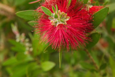 Baharda açan kırmızı mimoza çiçeklerinin ayrıntıları
