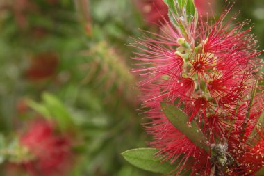 Baharda açan kırmızı mimoza çiçeklerinin ayrıntıları