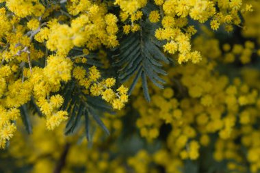 Acacia deal bata silver wattle sarı çiçekler yaklaşıyor