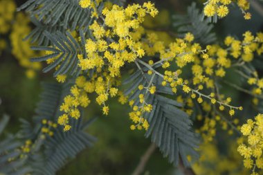 Acacia deal bata silver wattle sarı çiçekler açıyor