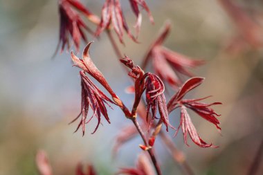Acer palmatum filizlenen kırmızı yapraklar yakın, seçici odak