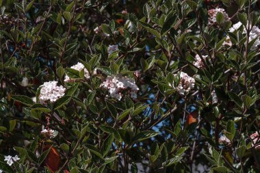 Viburnum tinus beyaz çiçekler ve yeşil yapraklar