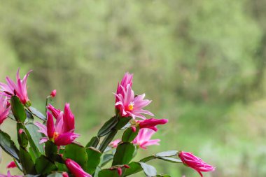 Hatiora Rosea ya da Gül Paskalya Kaktüsü sulu bitkiler açan pembe çiçekler