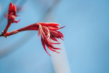 Acer palmatum filizlenen kırmızı yapraklar yakın, seçici odak