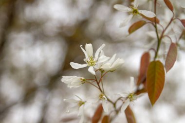 Karlı mezgit çiçekleri baharda açar. 