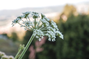 Konyum makulatum veya zehirli baldıran otu baharda açan beyaz çiçekler