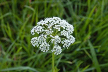 Conium maculatum or poison hemlock white flowers blooming in spring  clipart