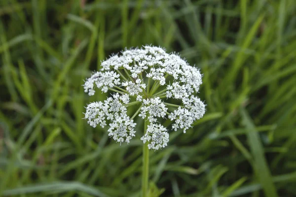 Conium Maculatum Poison Pruche Fleurs Blanches Fleurissant Printemps — Photo