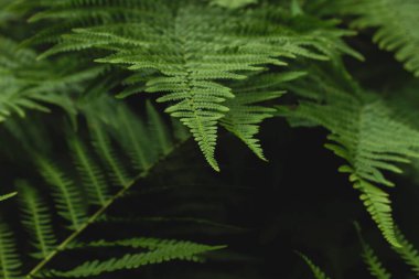 Leydi eğreltiotu yeşil yaprakları, seçici odak