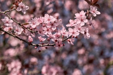 Çiçek açan erik, serasifera, kiraz, ilkbahar, pembe çiçekler.