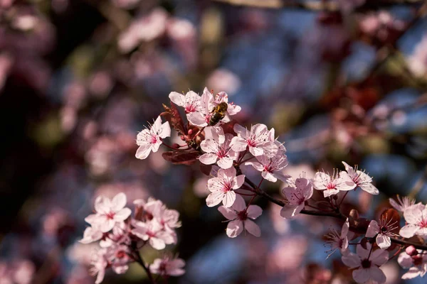 Honey bee foraging on cherry plum pink springtime flowers