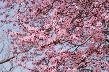 Çiçek açan erik, serasifera, kiraz, ilkbahar, pembe çiçekler.
