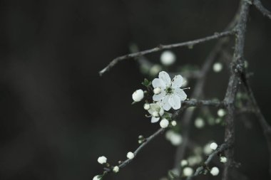 Prunus spinosa veya Blackthron baharda açan beyaz çiçekler