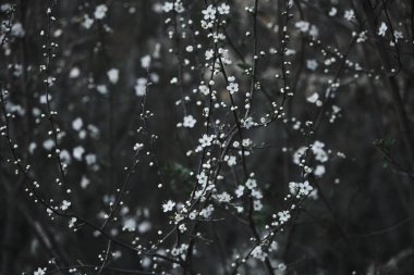 Prunus spinosa veya Blackthron baharda açan beyaz çiçekler