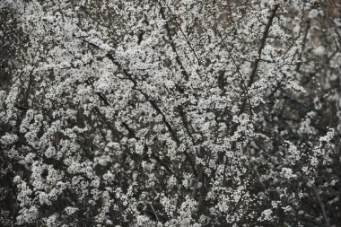 Prunus spinosa veya Blackthron baharda açan beyaz çiçekler
