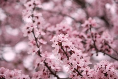 Çiçek açan erik, serasifera, kiraz, ilkbahar, pembe çiçekler.