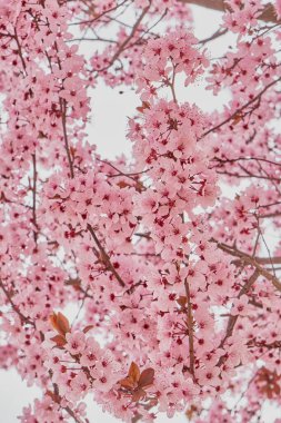 Çiçek açan erik, serasifera, kiraz, ilkbahar, pembe çiçekler.
