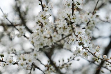 Prunus spinosa veya Blackthron baharda açan beyaz çiçekler