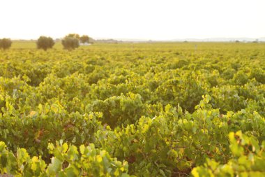 Green vineyards landscape in La Mancha, Spain  clipart