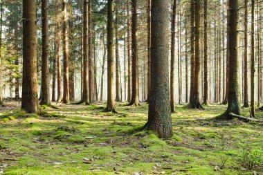 Ormanda taze ve yeşil yosun halısı 