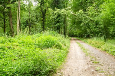 Yeşil bir ormanı geçen toprak yol. 
