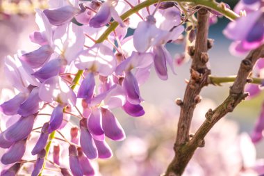 İlkbaharda açan mor salkım çiçekleri.